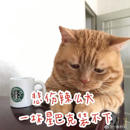 与猫一起上学走路的路上快乐的时光