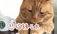 放学路上的幸福时光-与猫同行