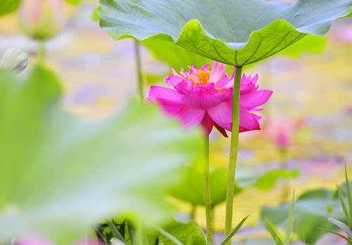 初夏找花