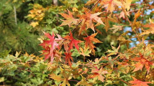 又是红色的一年