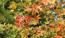 又是一年花正红