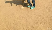 帮助流浪狗看图写话