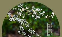 也学苔花奋力开