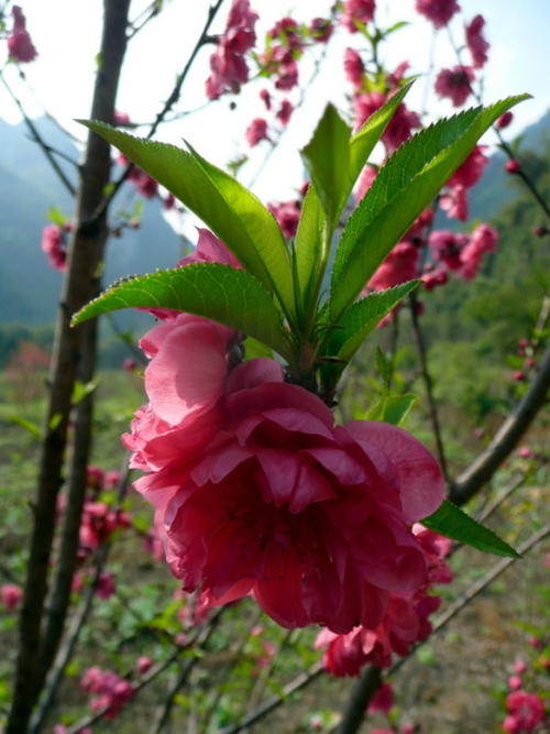 保持桃花的美丽