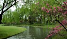 美丽的柳浪闻莺