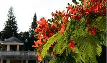 诗词是一道亮丽的风景线