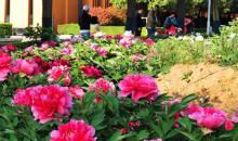 错过花开错过你