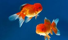 一条鱼的琐碎记忆