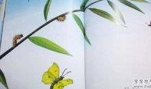 花开花落的味道