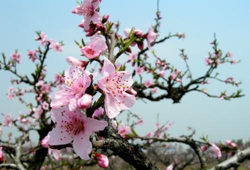 桃花