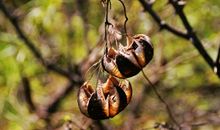 又是一年别鸟时