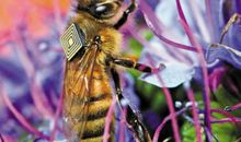 假如我成了蜜蜂