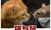 狗猫鼠读后感