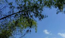 我爱家乡的橘树