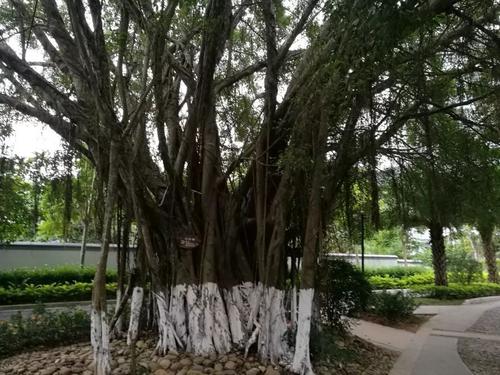 社区里的大榕树