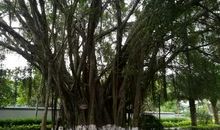 小区里的大榕树