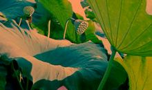 夏日的荷塘作文400字