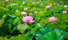 描写荷塘美景的作文