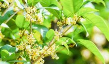 十里长廊，桂花飘香