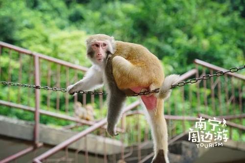 顽皮的猴子兄弟