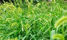 春风里摇曳的狗尾草