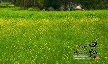 心中的那片田野