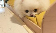 我家的小白狗小雪球