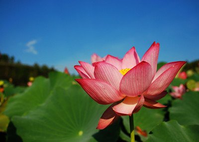 夏季荷花池作文500字