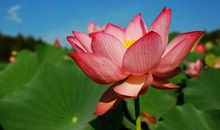 夏日的荷塘作文500字