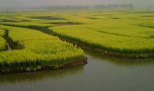 我的家乡——兴化