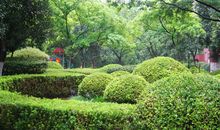 美丽的紫荆公园