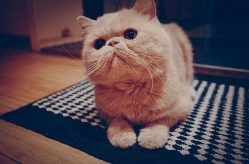 可爱的小猫