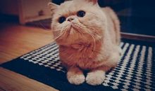 讨人喜欢的小猫