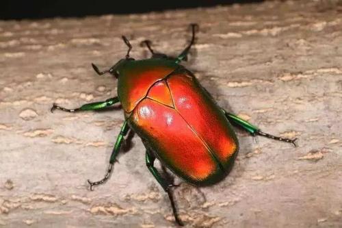 妈妈我想给你发个bug