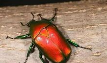 妈妈，我想送你一条虫子