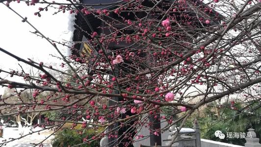 在寒冷中绽放