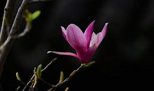 又嗅玉兰一缕香