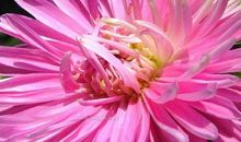 秋天的菊花作文