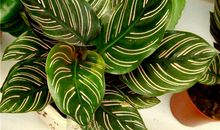 我家的孔雀竹芋