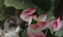 我领略了荷花的纯洁