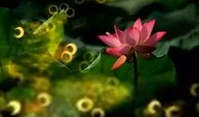 我心中的善良之花