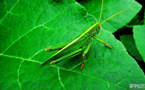 观察蚱hopper