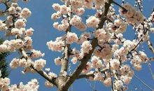 寻找春天的秘密