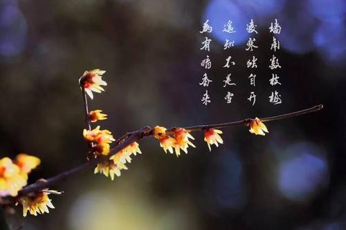 我发现了玉兰花的奥秘