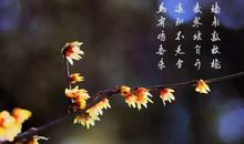 我发现了玉兰花的奥秘