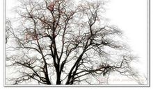 柿子树我想对你说