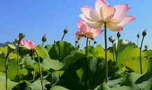笑傲朵朵荷花
