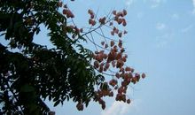 我变成了一棵秋天的树