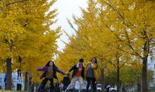 银杏树下的秋天