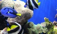 奇妙的海底游泳比赛